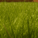 How To Care For And Maintain Lawns | Mitre 10 Easy As DIY
