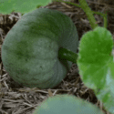 March No Dig Garden Update