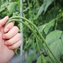 Growing Beans From Sowing To Harvest