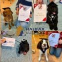 These Kids Flew Through Their Puppy Preschool Course: Halifax Veterinary Centre