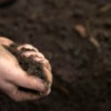 How To Improve Your Soil Quality | Mitre 10 Easy As Garden