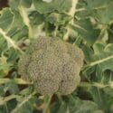 Growing Broccoli In NZ