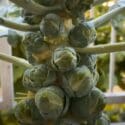 Growing Brussel Sprouts In Small Containers [Planting To Harvest]