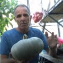 How To Harvest Pumpkins