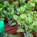 How To Grow Bok Choy In Containers
