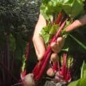 Beetroot: Succeed With Early Sowings & Harvest, Same Method For Autumn/winter Roots