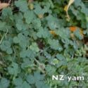 May No Dig Gardening Update (Edible Garden NZ Autumn 2020)