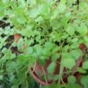Winter Vegetables – Eating The Harvest From A Small Garden!