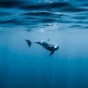 Ocean Film Festival World Tour 2022:The Suter Art Gallery