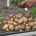 I Grew Potatoes 3 Ways To See What Method Is Best?