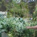 What Vegetable Crops I’m Growing And Sowing NOW In WINTER Garden