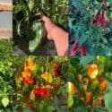 Thumbs Up If You Love Chilies: Tim’s Garden