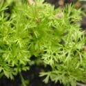 You’ll NEVER Need To Buy Seeds For These 9 Crops Again!