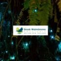 Sanctuary Glowworm Tours Are Back At The Brook Waimārama Sanctuary