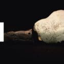 Stories From Our Collection – May Edition: Nelson Provincial Museum