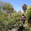 Bury A Can Of Sardines In Your Garden And This Amazing Thing Happens!!