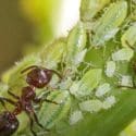 Get Rid Of Ants: Fast, Cheap And Easy
