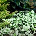 How To Plant In Shady Spaces | Mitre 10 Easy As Garden