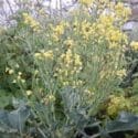 My Nelson Garden Tour .