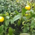 Garden Update | Winter Vegetable Garden | June 2020 | Auckland | New Zealand | Lively Loks