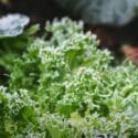 July In The Garden New Zealand (No Dig Gardening – 2020)