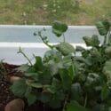 Turn ONE Sweet Potato Into 100 LBS Of Sweet Potatoes By Growing SWEET POTATO SLIPS! [Complete Guide]