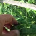 Winter Vegetables – Eating The Harvest From A Small Garden!