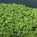 A Sweet Watercress Māori ‘Boil Up’ – First For The Year!!