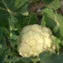 10 Frost Resistant Vegetables To Grow In Winter