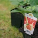 Gardening In August | NZ North Island | Bunnings Garden Diary
