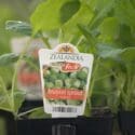 How To Grow Winter Veggies | Mitre 10 Easy As Garden