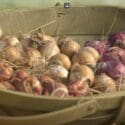 How To Grow Spring Bulbs | Mitre 10 Easy As Garden