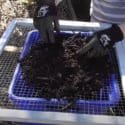 September In My No-Dig Garden // Spring New Zealand // Planting Potatoes + Homemade Compost