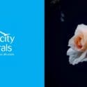 The Last Rose: Simplicity Funerals, Nelson