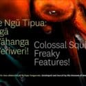 Closing Soon – The Colossal Squid: Nelson Provincial Museum