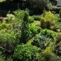 Sowings And Strategies In August For Autumn Harvests