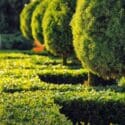 How To Create A Classic Low Maintenance Garden | Mitre 10 Easy As