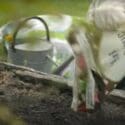 How To Grow Garlic And Shallots | Mitre 10 Easy As Garden