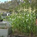 7 Top Vegetables EASY To Grow In A HOT Summer