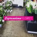 New Plants: Expressions Florist