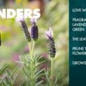 Gardening In September | NZ South Island | Bunnings Garden Diary