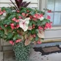 September 2022 Garden Tour