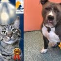 Fleas Aren’t The Only Thing Causing Irritation And Itchy Skin This Spring: Halifax Veterinary Centre