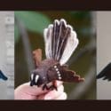 Beautiful Felted Native Birds Make A Stunning Heirloom Piece: Little Beehive