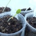How To Grow Cucumbers Vertically, Extremely Lots Of Fruit, Growing Cucumbers
