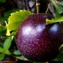 How To Grow Passionfruit | Mitre 10 Easy As Garden
