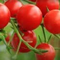 How To Grow Tomatoes | Mitre 10 Easy As Garden