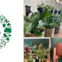 Ahead Of Christmas We Are Having A Nursery Clearance: Tim’s Garden