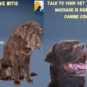 Does Your Dog Live With: Halifax Veterinary Centre