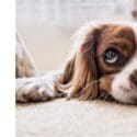 Puppy Love: Global Soap